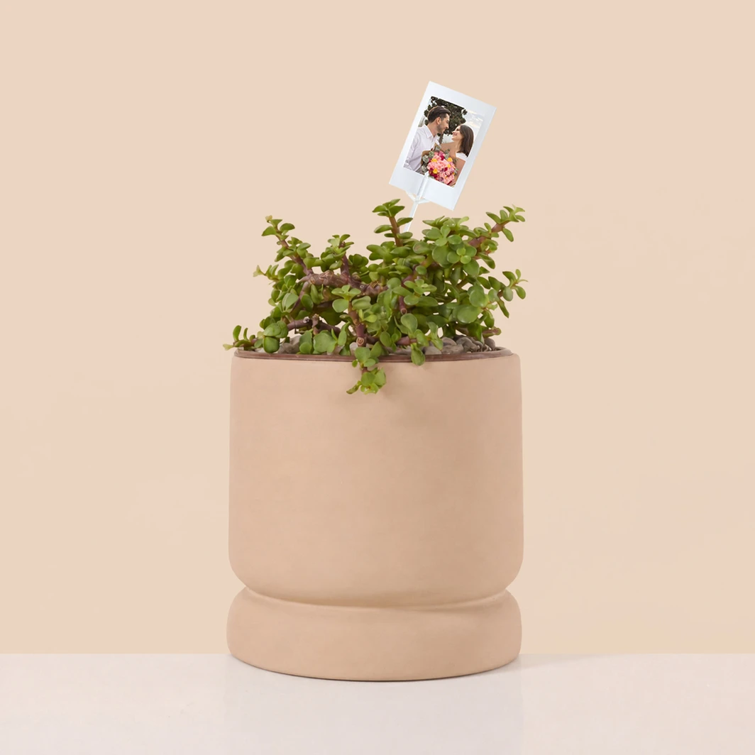 Personaliza Árbol de la Abundancia con Polaroid 27362