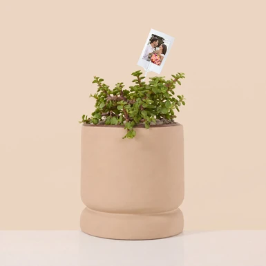 Personaliza Árbol de la Abundancia con Polaroid 27362