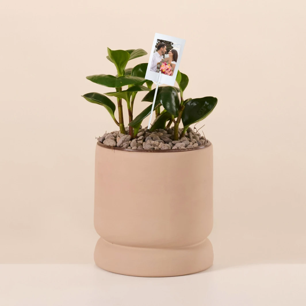 Personaliza Planta del Éxito con Polaroid 27363