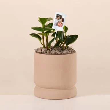 Personaliza Planta del Éxito con Polaroid 27363