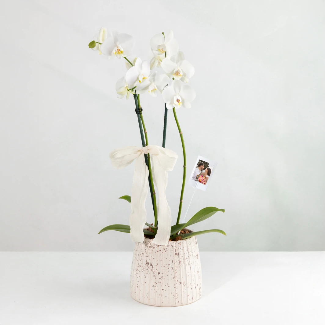Personaliza Orquídea Blanca con Polaroid 27451