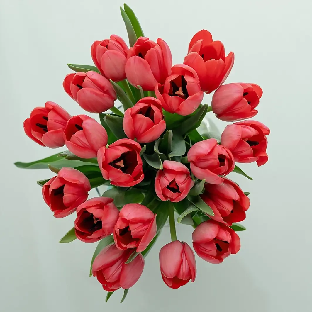 20 red tulips in vase 2660