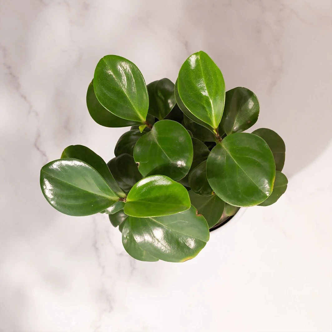 Peperomia Plant in Ceramic Base 4416