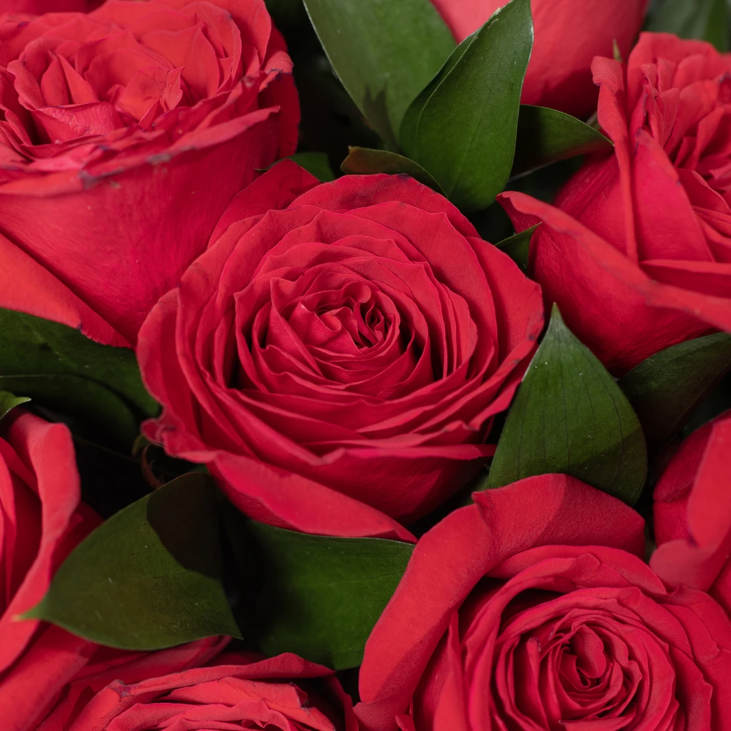 Arreglo de 24 Rosas Rojas 4866