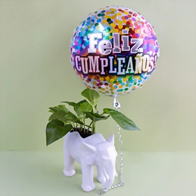 "Feliz Cumpleaños" con Planta de la Fortaleza en Maceta de Elefante y Globo 5664