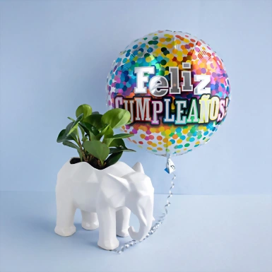 Planta Peperomia con Globo de Cumpleaños 5666