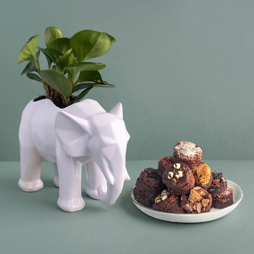 Planta Peperomia en base de Elefante con Brownies 5705