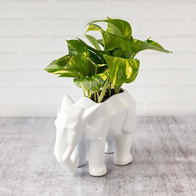 Planta de la Fortaleza en Maceta de Elefante 5780