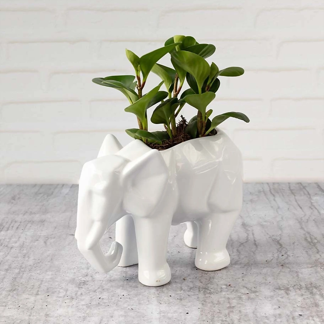 Peperomia plant in Elephant pot 5782