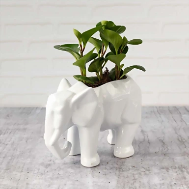 Planta del Éxito en Maceta de Elefante 5782