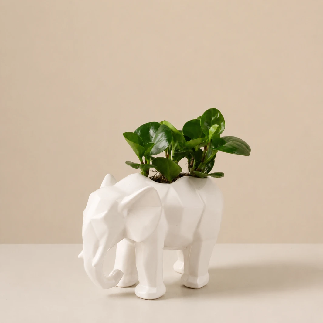 Planta del Éxito en Maceta de Elefante 5782