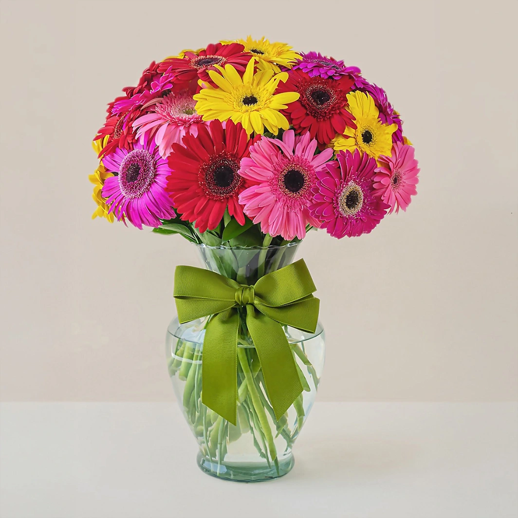 30 colorful gerberas 6189