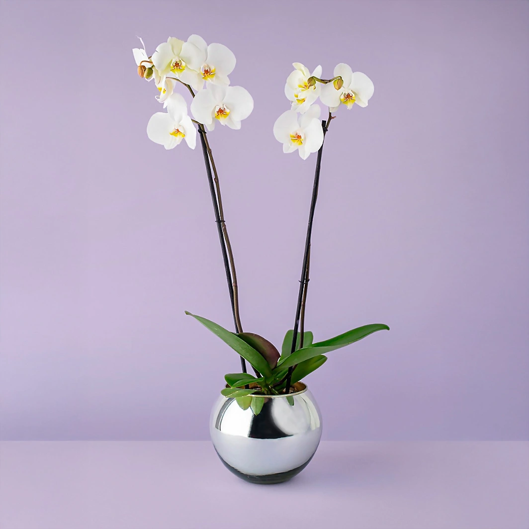 Orquídea blanca en base platinada 6553