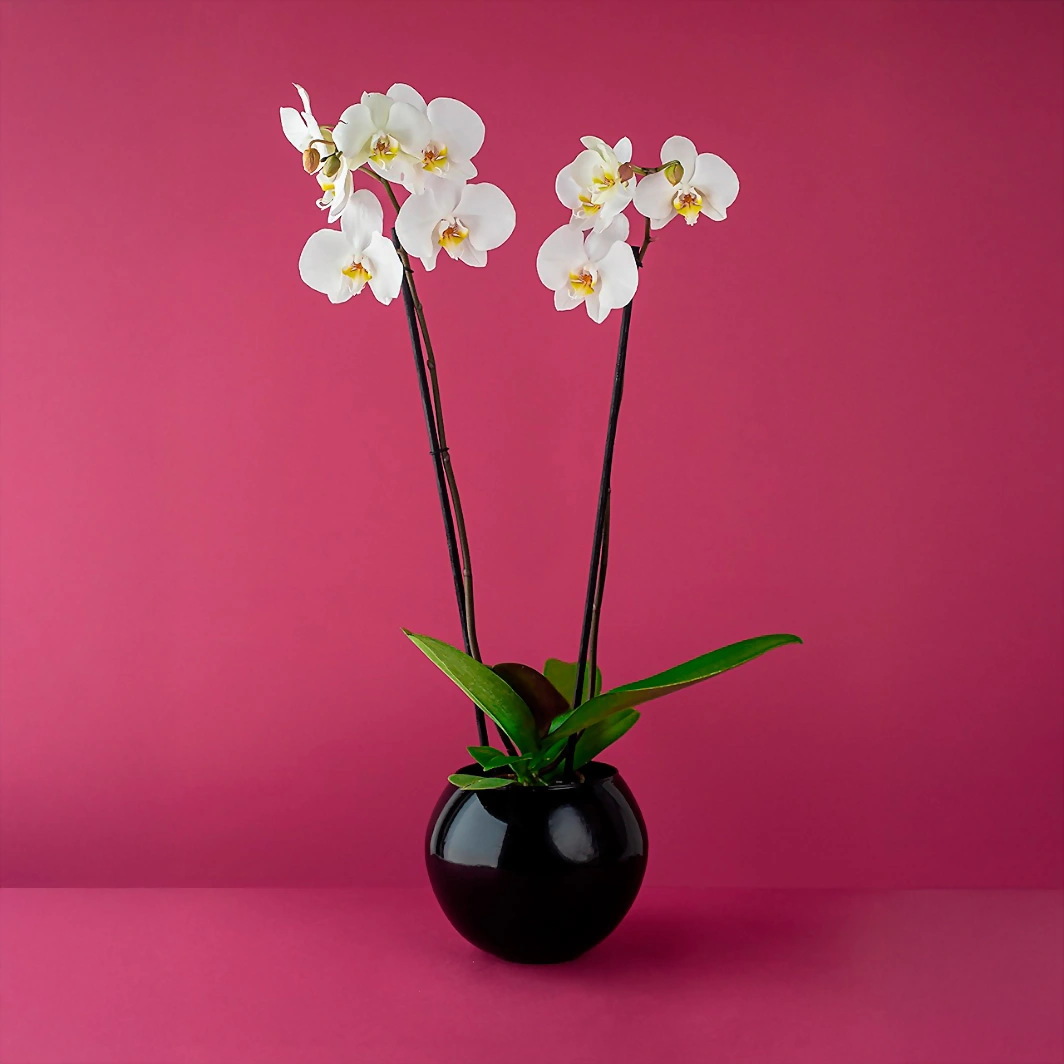 Orquídea blanca en base negra 6554