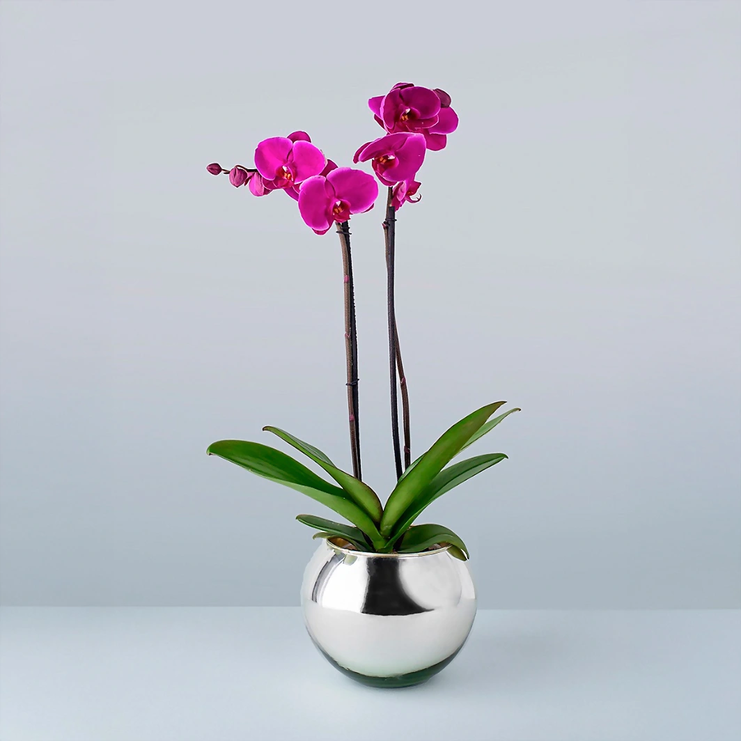 Orquí­dea morada en base platinada 6555