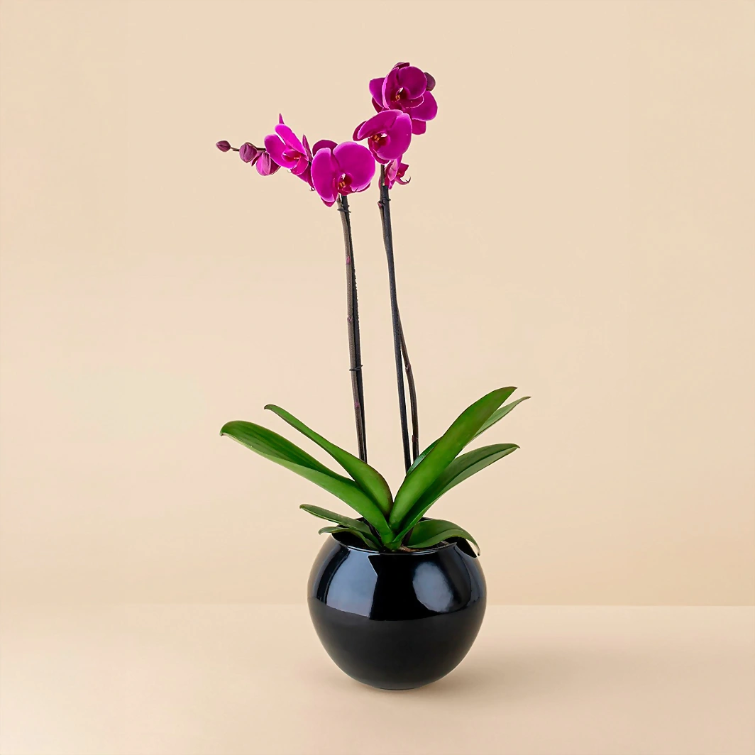 Orquidea morada en base negra 6556