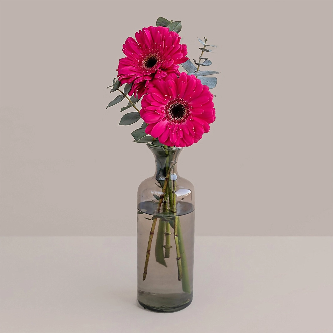 Gerberas rosa intenso en violetero gris 7662-A